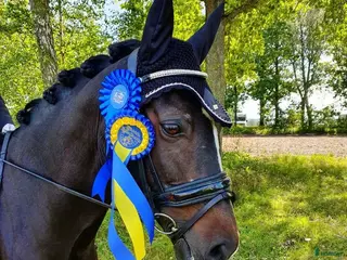 hästar D-ponny - Annons 3