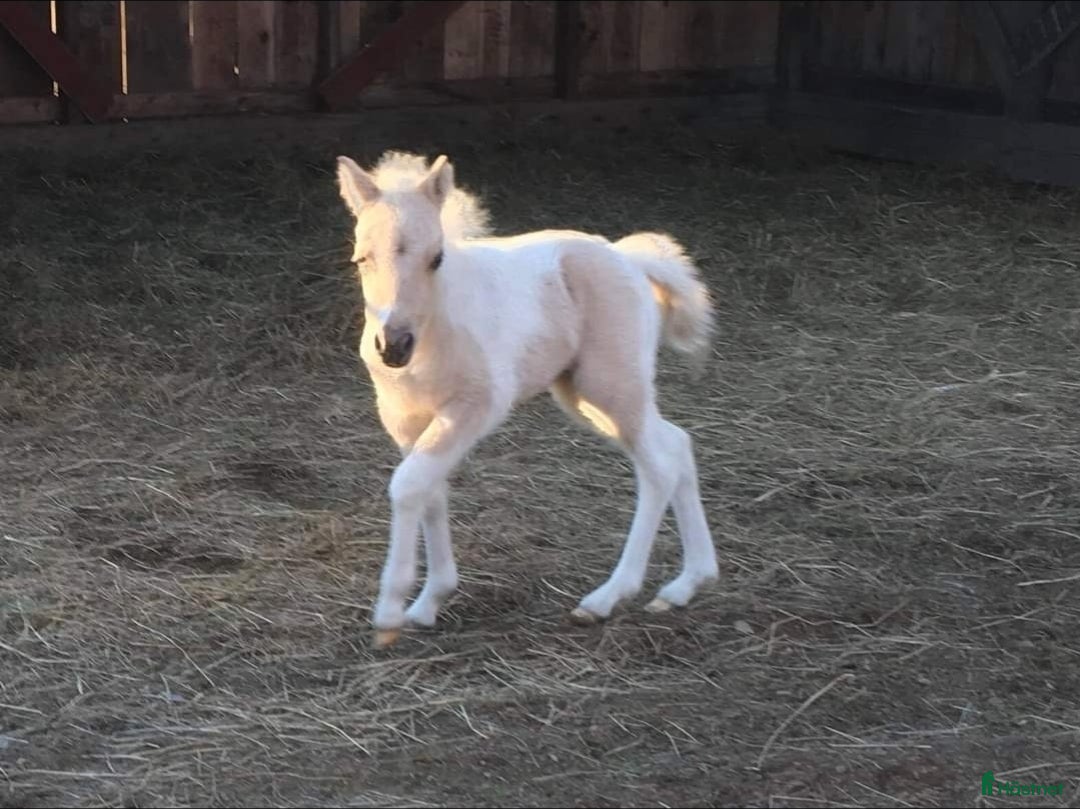Övrigt hästar till salu: Amerikanskt Miniatyr Sto  i Långås - Annons 3