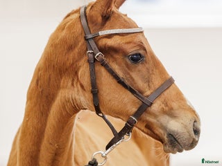 hästar Fälttävlansämne med 8,5p för galopp! i Björkvik - Annons 14