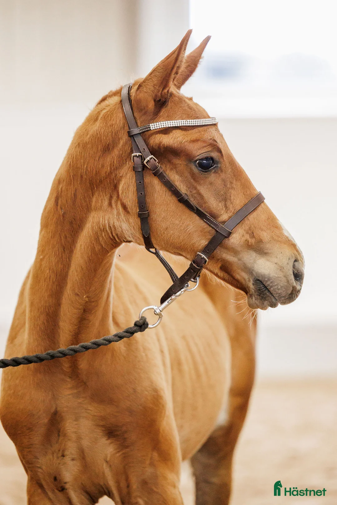 Fälttävlan hästar till salu: Hingstföl e: Cooper till bra pris - Annons 1