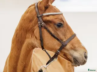 hästar Hingstföl e: Cooper till bra pris - Annons 13