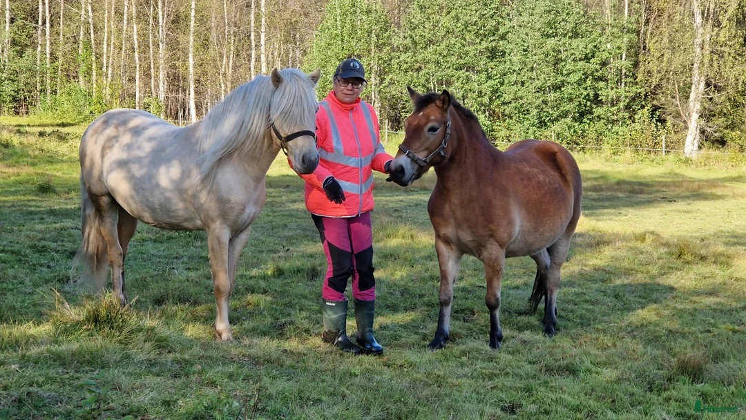 Allround hästar till salu: Tufft sto med potential - Annons 11