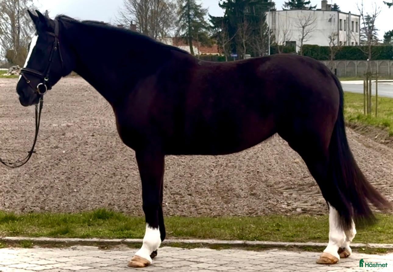  hästar 5yo Silesian mare, 165 cm – gentle, jumps - Annons 2