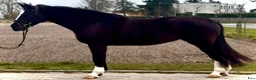 Allround hästar till salu: 5yo Silesian mare, 165 cm – gentle, jumps - Annons 2