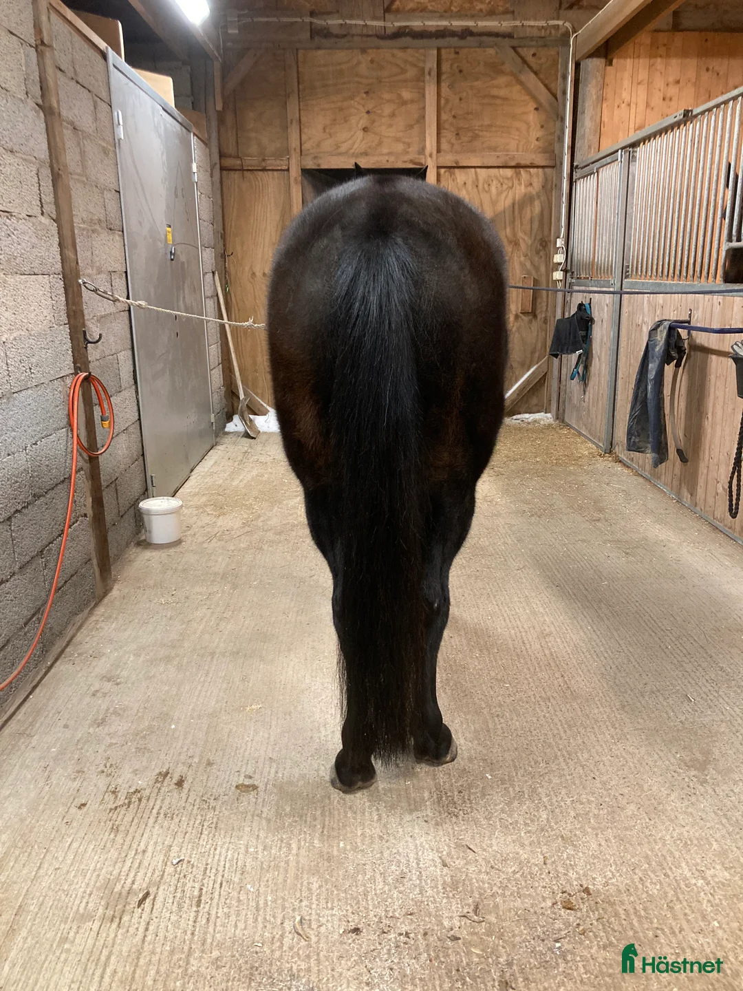 Trav hästar till salu: Varmblodsto för Avel i Borlänge - Annons 4