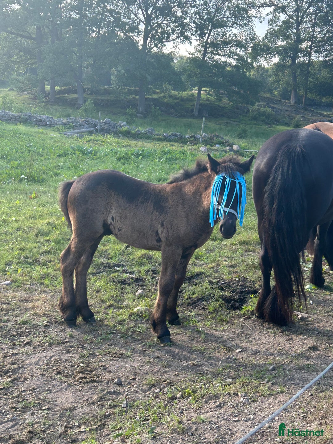 Allround hästar till salu: Allsidig hingstunge i Höör - Annons 3