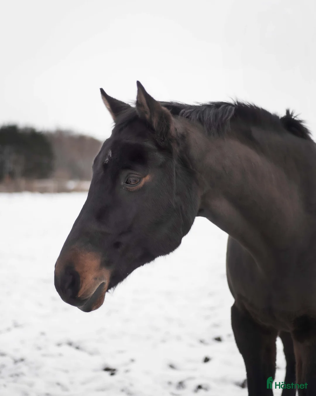 Allround hästar till salu: Qummin i Norrköping - Annons 6
