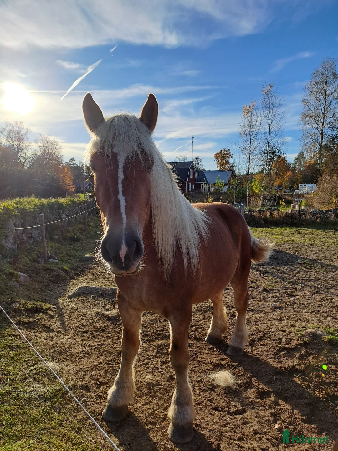  medryttarhäst finnes: 2st medryttarhästar i Älmhult - Annons 2
