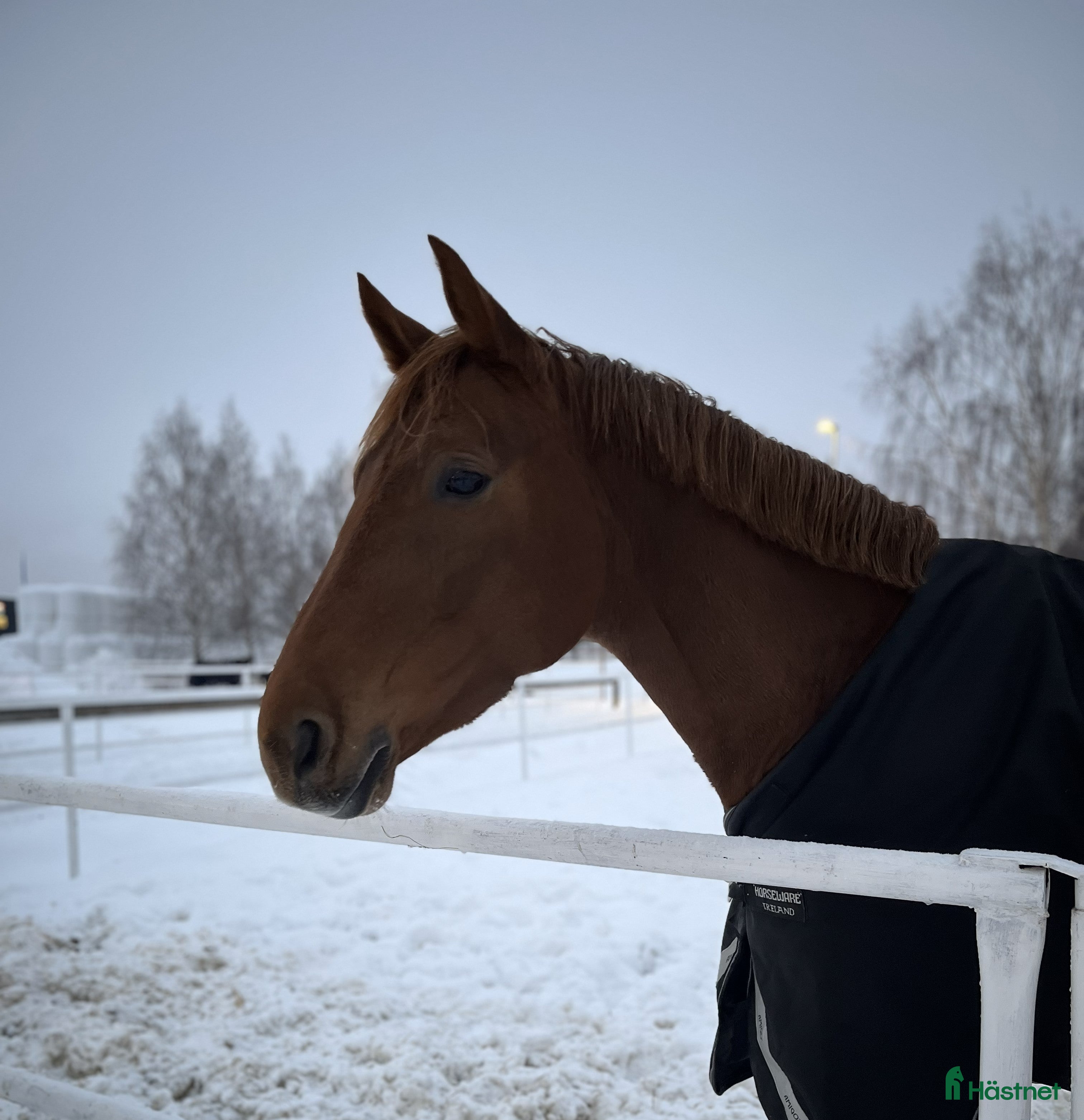  hästar Projekt med potential - Annons 2