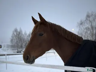 hästar Projekt med potential - Annons 2