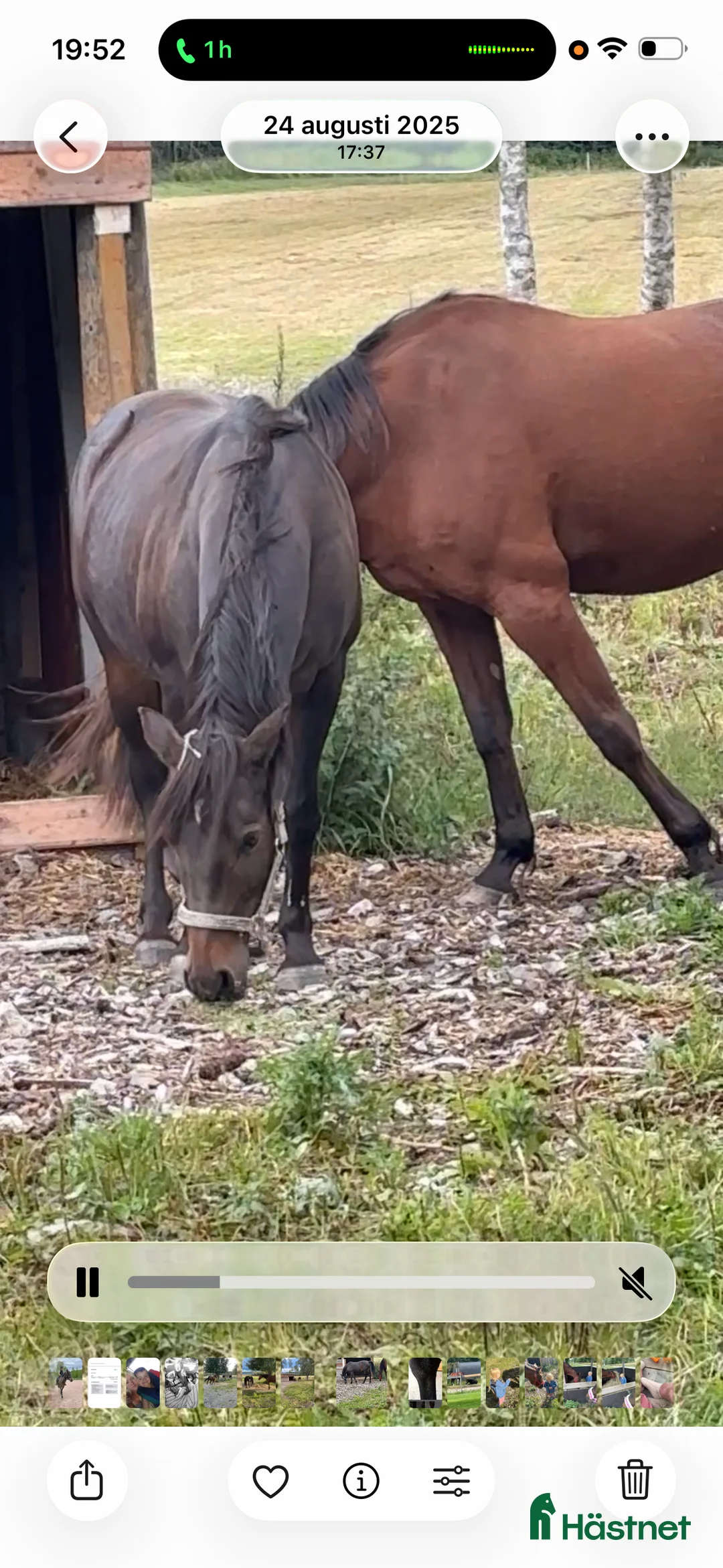 Sällskap hästar till salu: Ponny till sällskap i Alnö - Annons 3