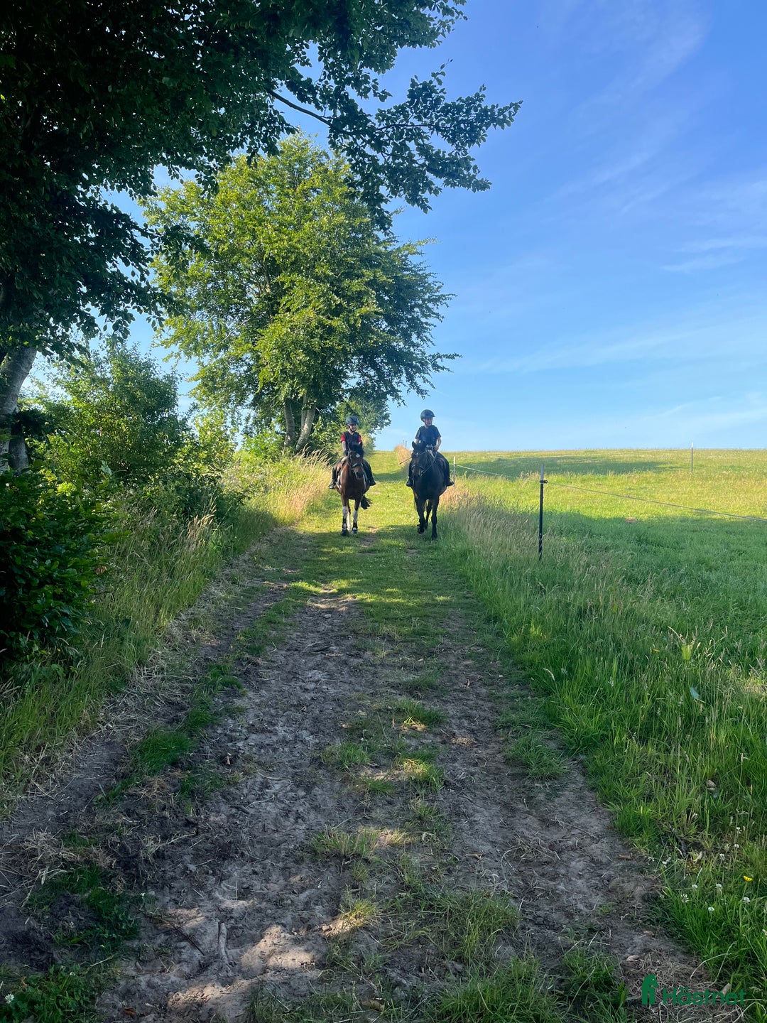  hästjobb finnes: Hästjobb norra Tyskland i Padborg - Bild 4