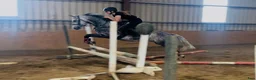 Hoppning hästar till salu: Pumpkin Jack 140cm gelding  - Annons 4
