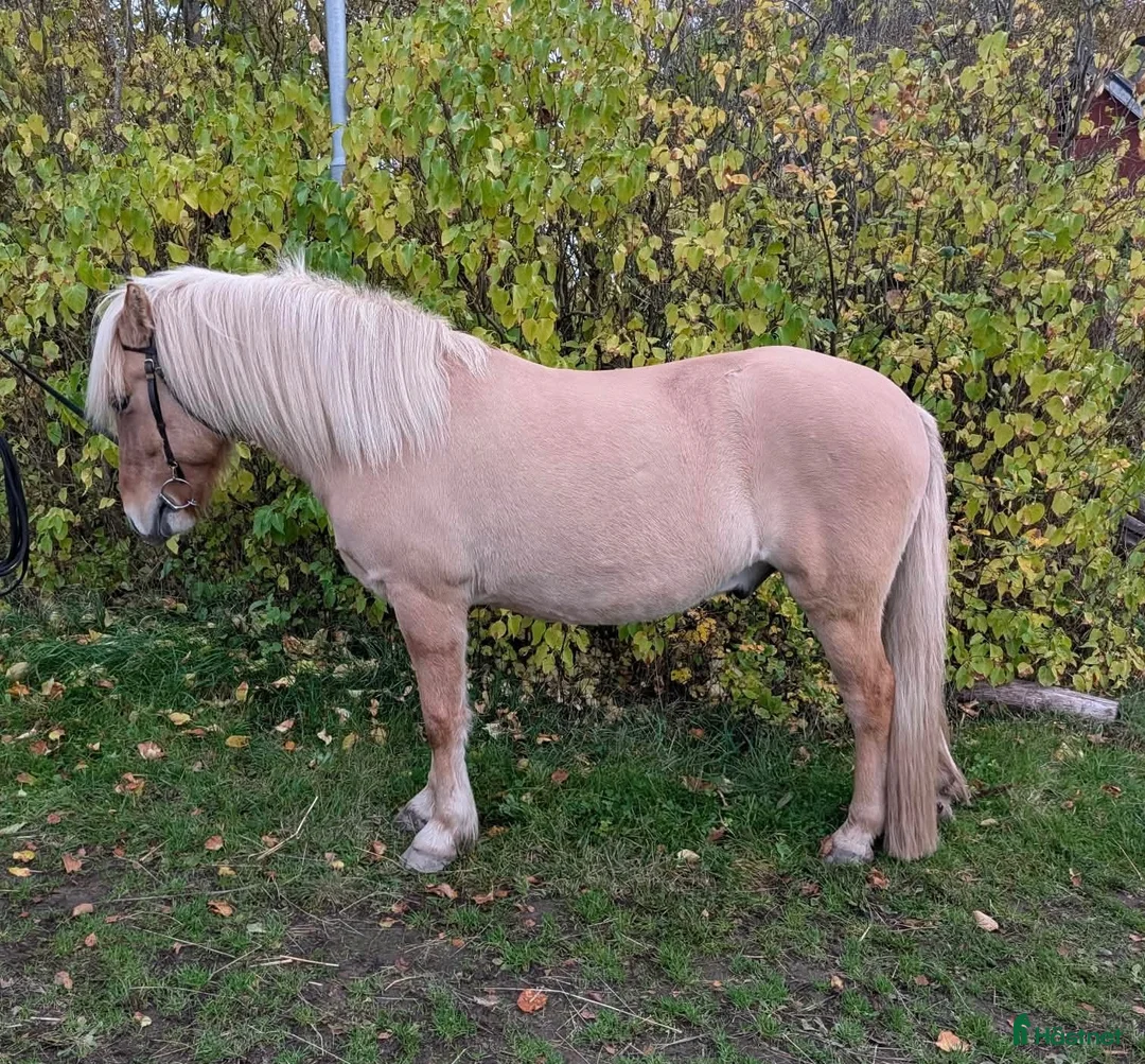 Allround hästar till salu: Valack med toppen temperament - Annons 1