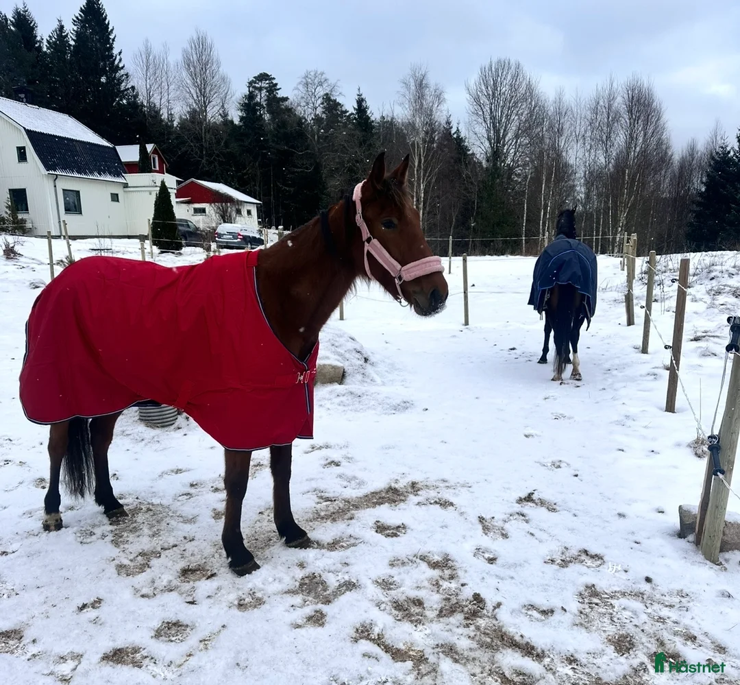 Allround hästar till salu: Sto gis bort!! Oldefar:Scarlet Knight (US)98 i Strömstad - Annons 3
