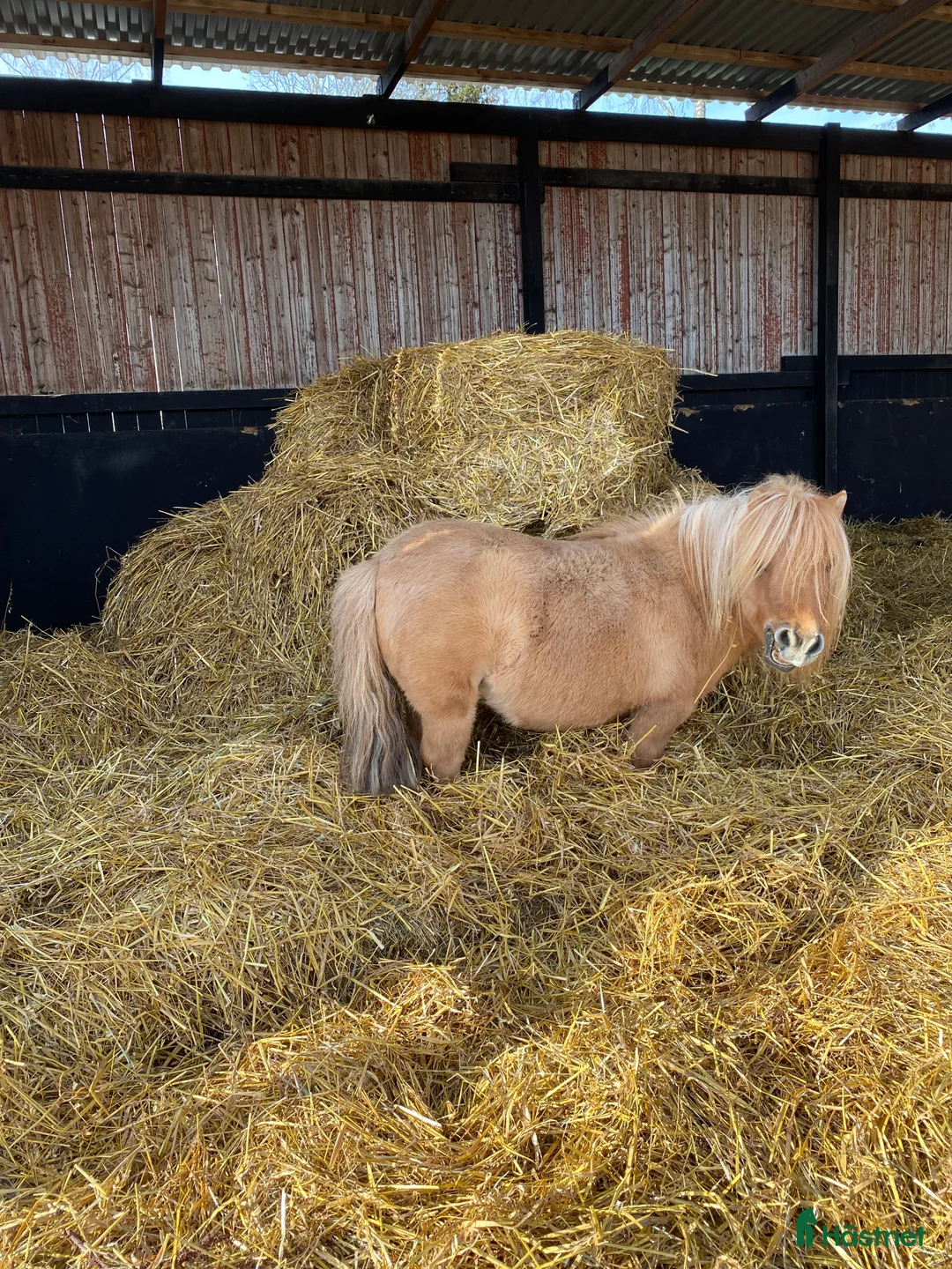  stallplats finnes: Boxplats och lösdriftsplats finns ledigt!  i Enköping - Annons 9