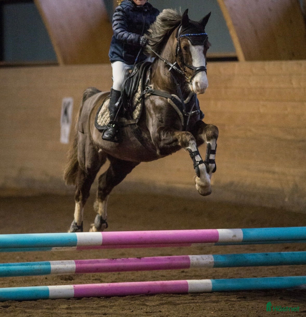  hästar Läromästare med hjärta av guld  - Annons 2