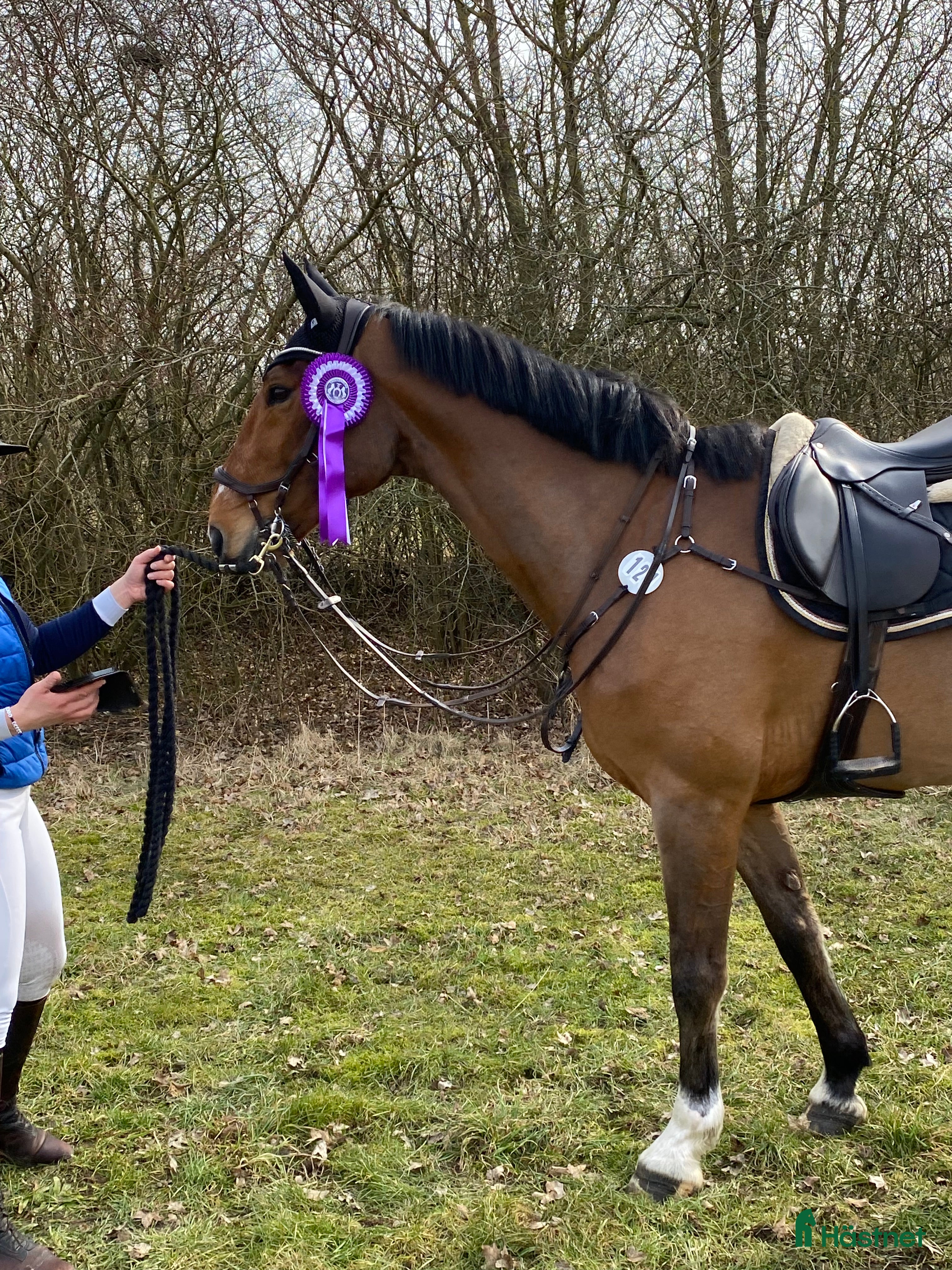  hästar SWB val för framtiden - Annons 1