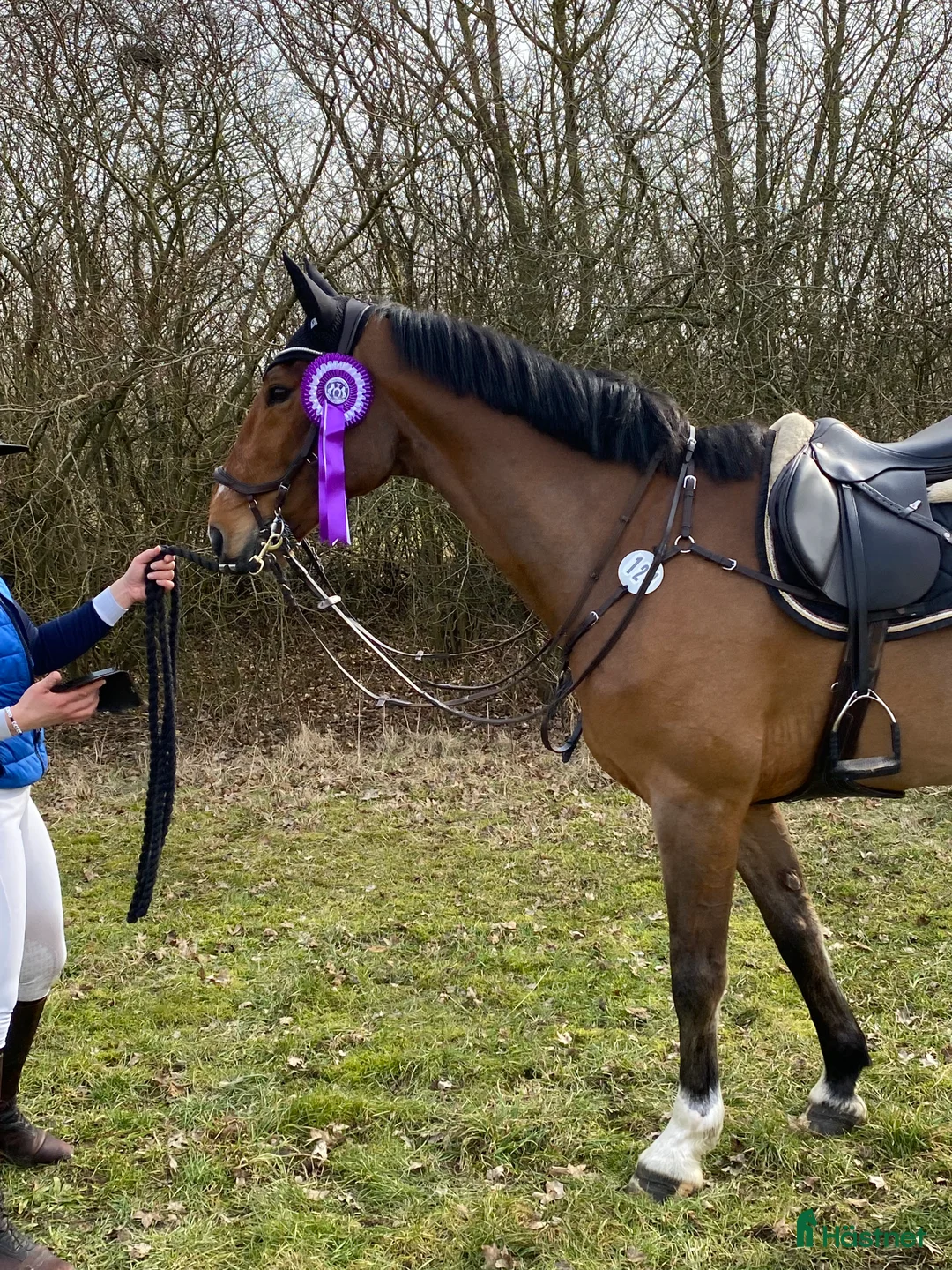 Hoppning hästar till salu: SWB val för framtiden - Annons 1