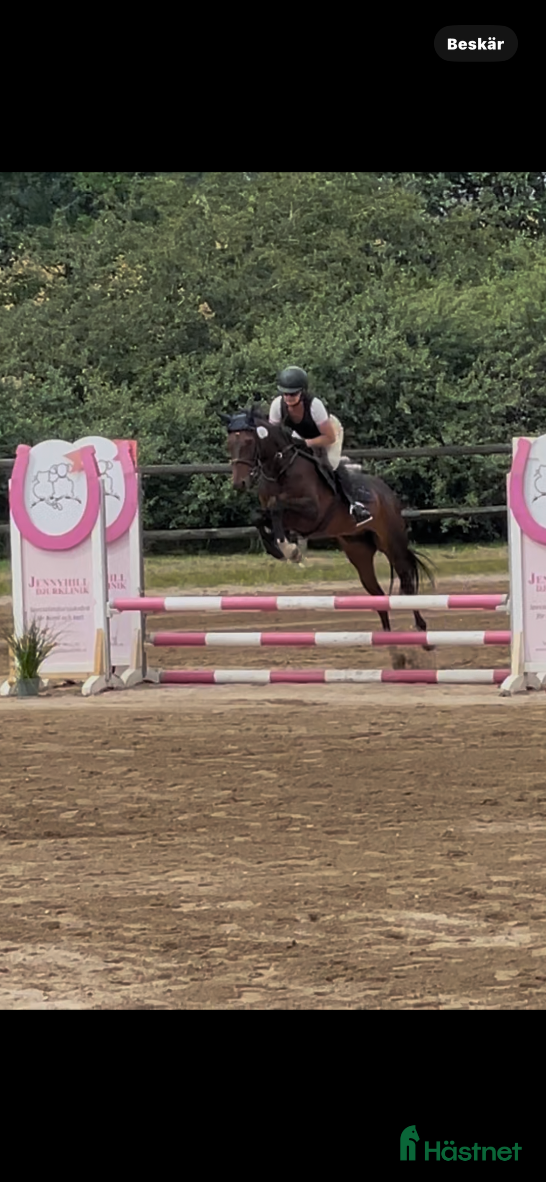 Allround hästar till salu: Riktig fin d ponny i Ballingslöv - Annons 1