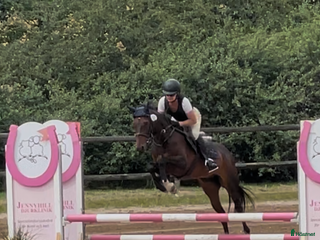 Allround hästar till salu: Riktig fin d ponny i Ballingslöv - Annons 1