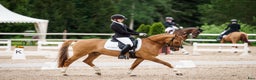 Dressyr hästar till salu: Top dressyr pony kat 2  - Annons 1