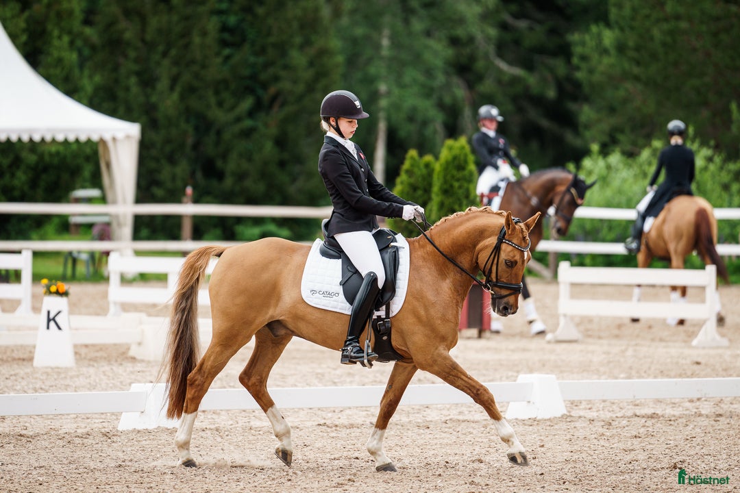 Dressyr hästar till salu: Top dressyr pony kat 2  - Annons 1