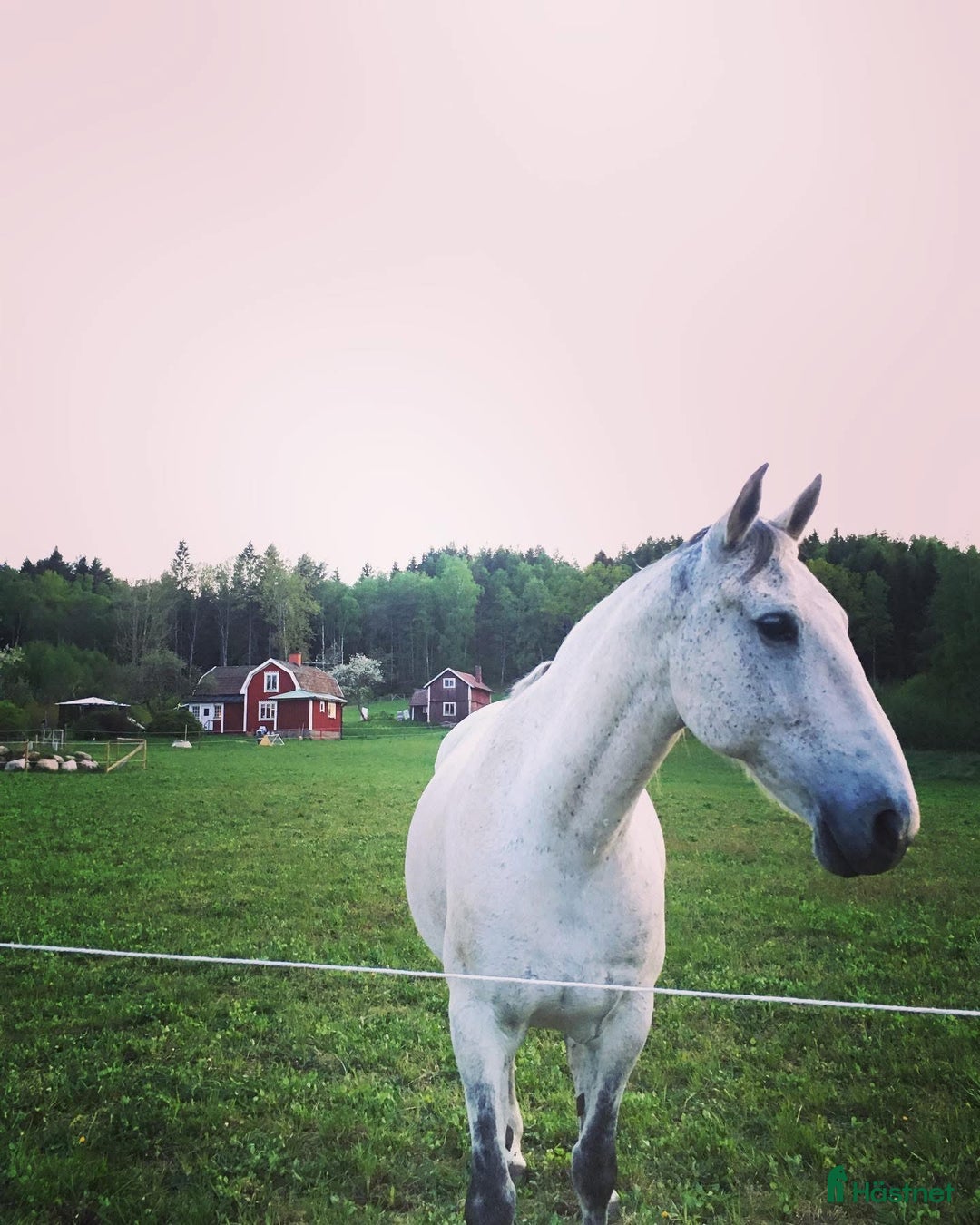 Allround hästar till salu: Söker ett föralltid hem i Hjo - Annons 1