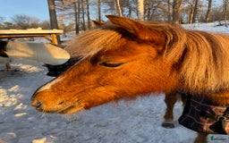 Allround hästar till salu: Söt ponny i Ankarsvik - Bild 3