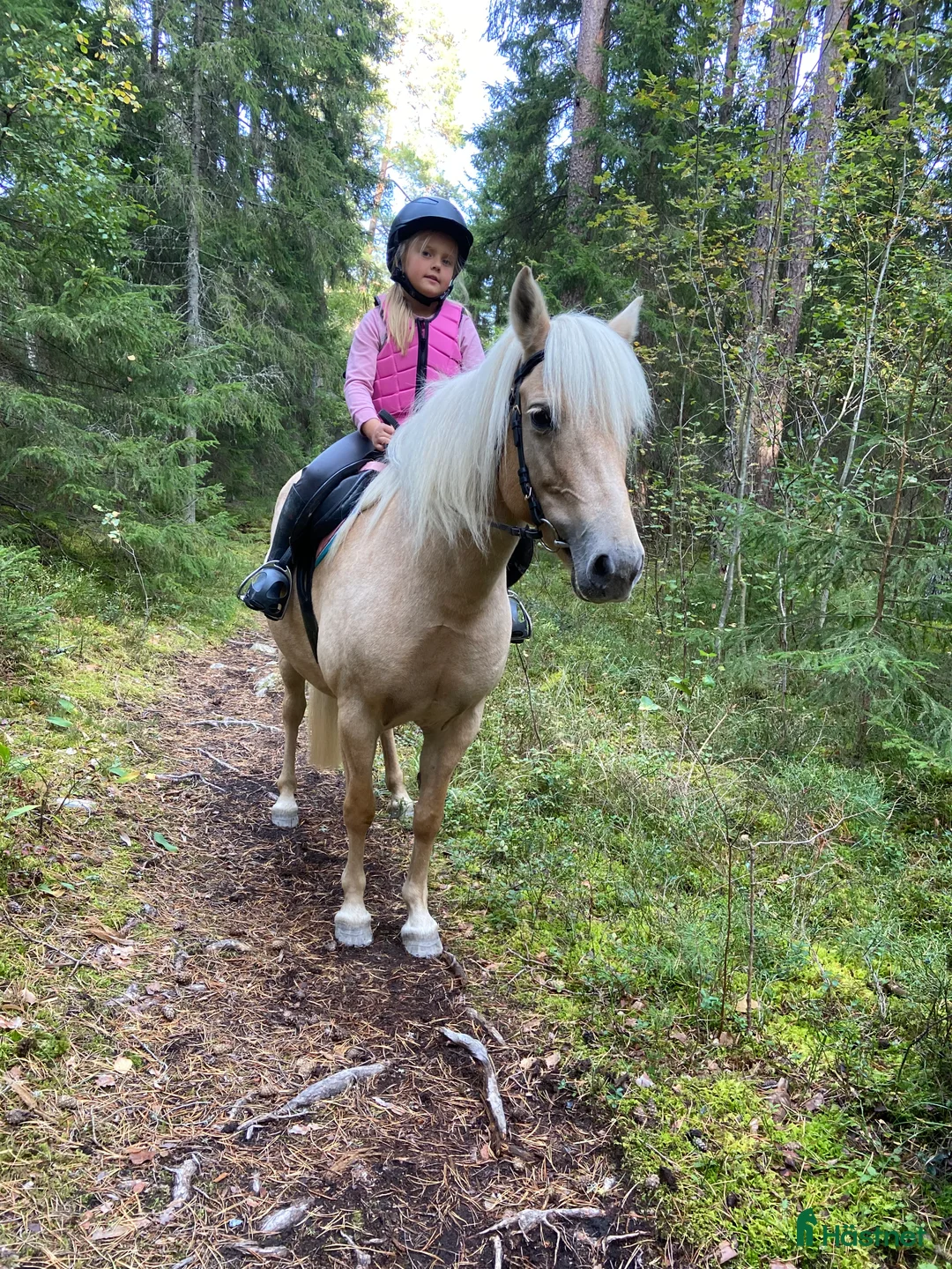 Allround hästar sökes: Läromästare sökes  i Grillby - Annons 1