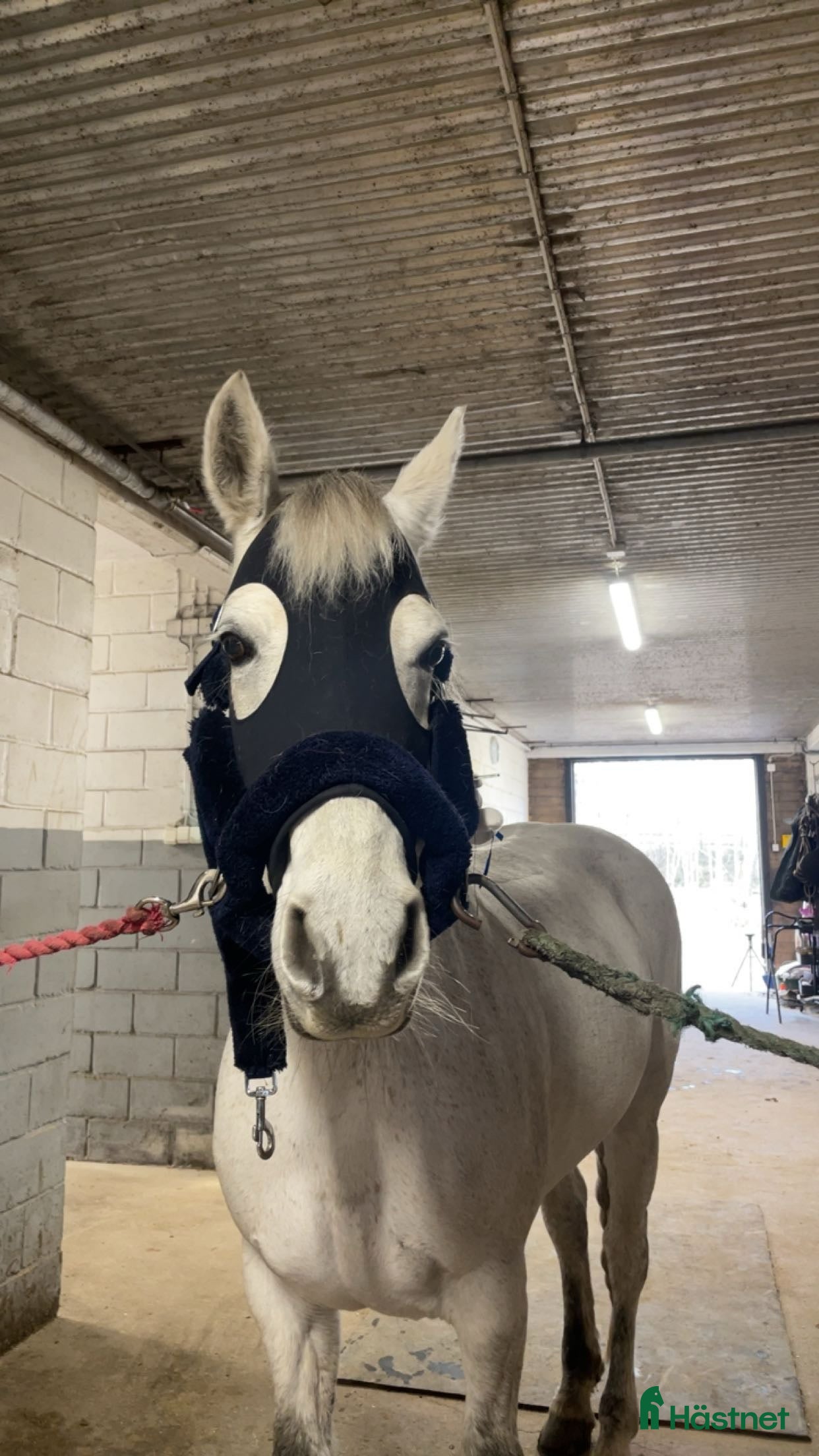  hästar Våran lilla ögonsten i Myresjö - Annons 1