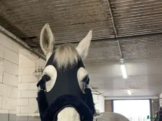 hästar Våran lilla ögonsten i Myresjö - Annons 1