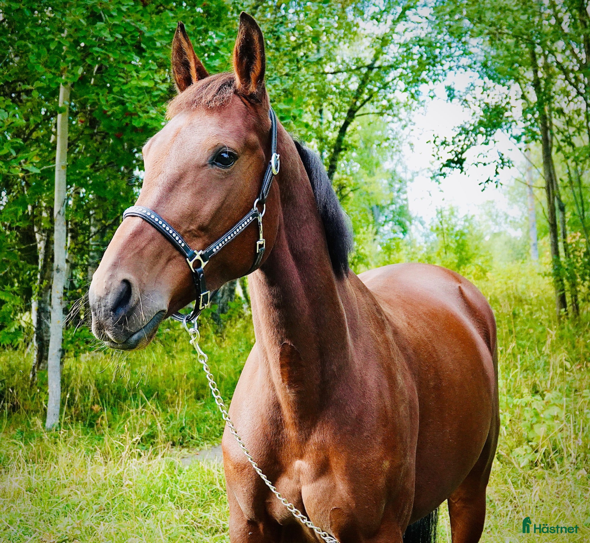  hästar Trevlig lättsam häst till hobby/avel - Annons 2