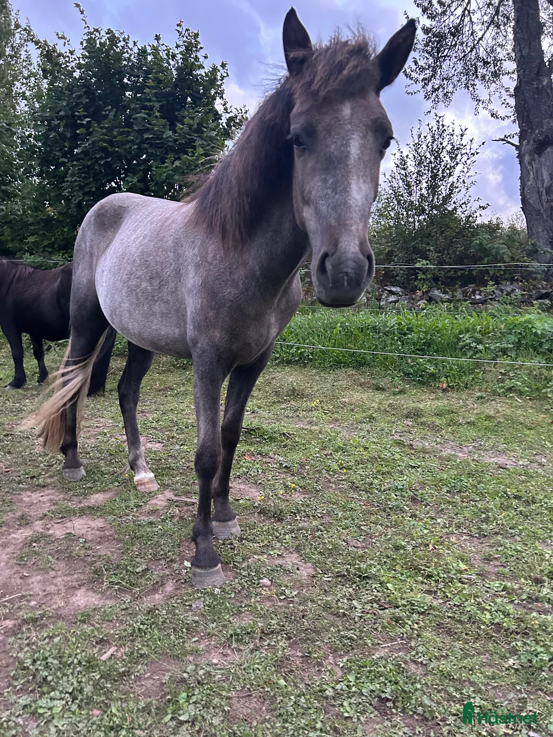 Island hästar till salu: Dísa- Sto 2 år i Korsberga - Annons 1