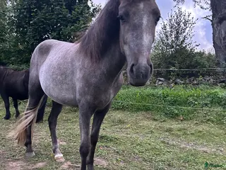 hästar Dísa- Sto 2 år i Korsberga - Annons 4