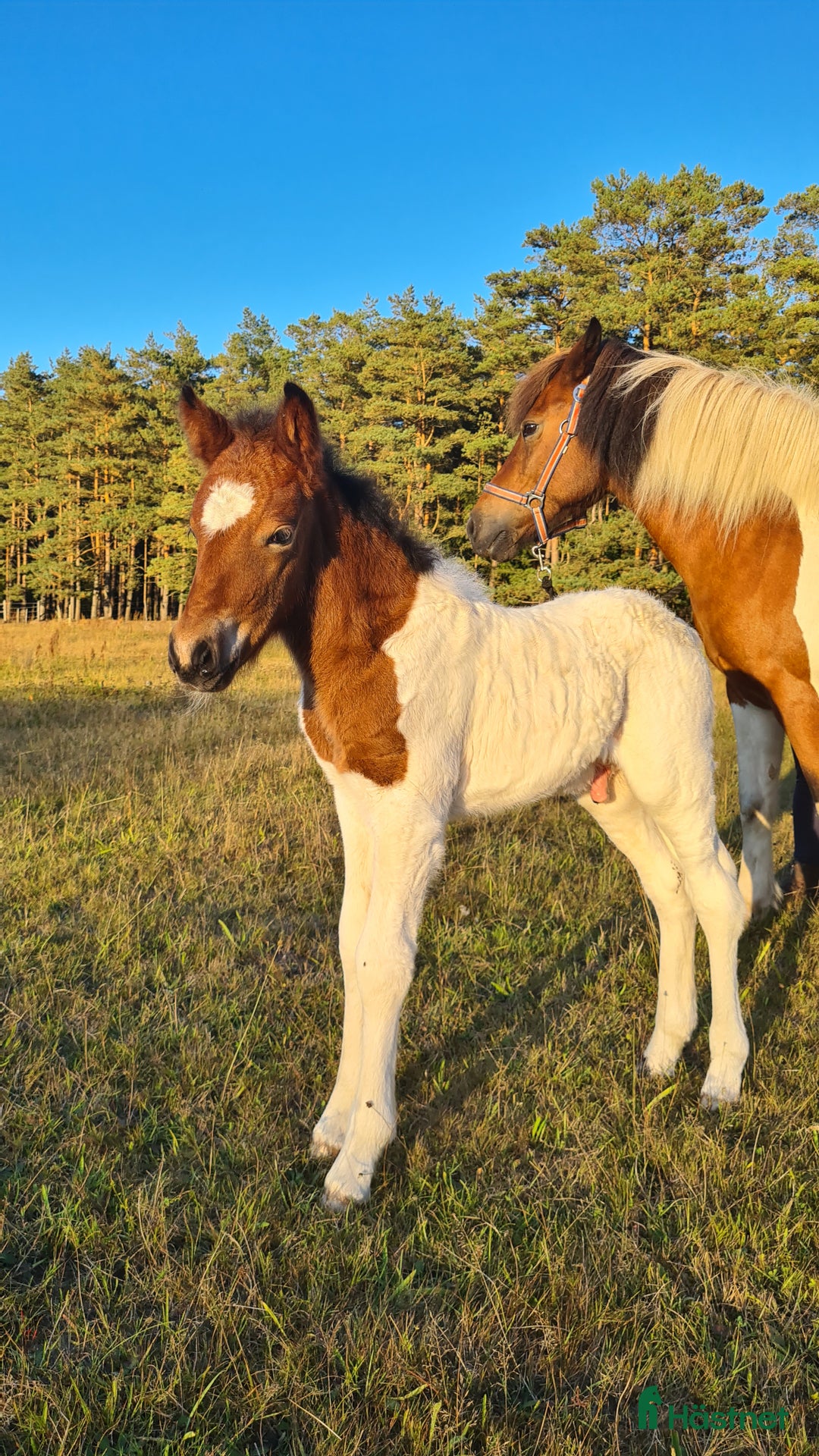 Island hästar till salu: Hingstföl med utstrålning! i Blentarp - Annons 2
