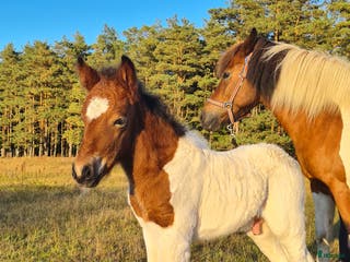 hästar Hingstföl med utstrålning! - Annons 6