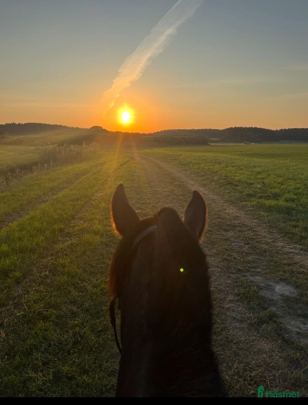  stallplats finnes: Stallplatser lediga i Skokloster – Stall Frista - Annons 7