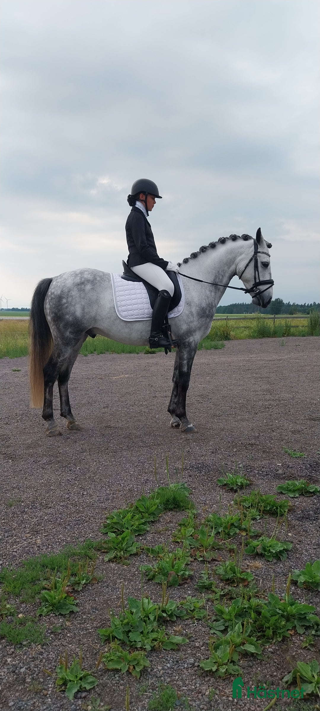 Dressyr hästar till salu: Dressyrponny i Linghem - Annons 4