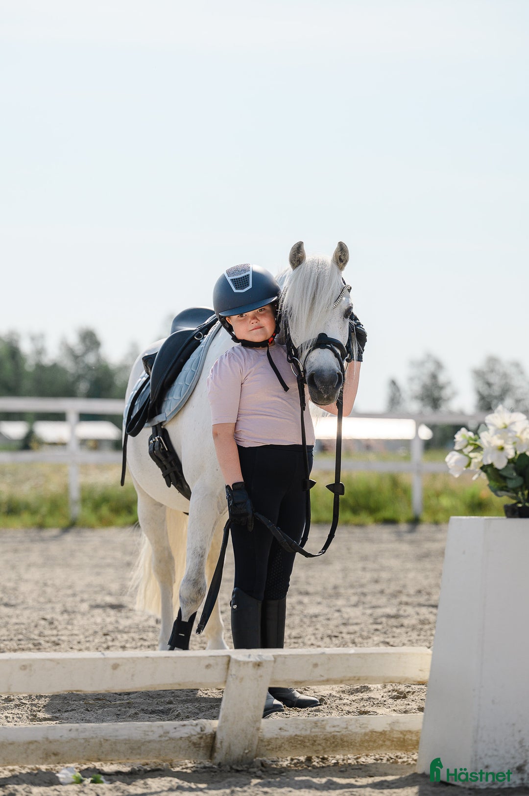 Dressyr hästar till salu: Dream Welsh Pony 10yrs - Annons 3
