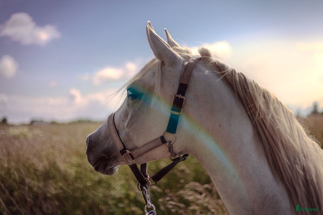 Allround hästar till salu: Mycket trevlig ridhäst i Ekeby - Annons 1