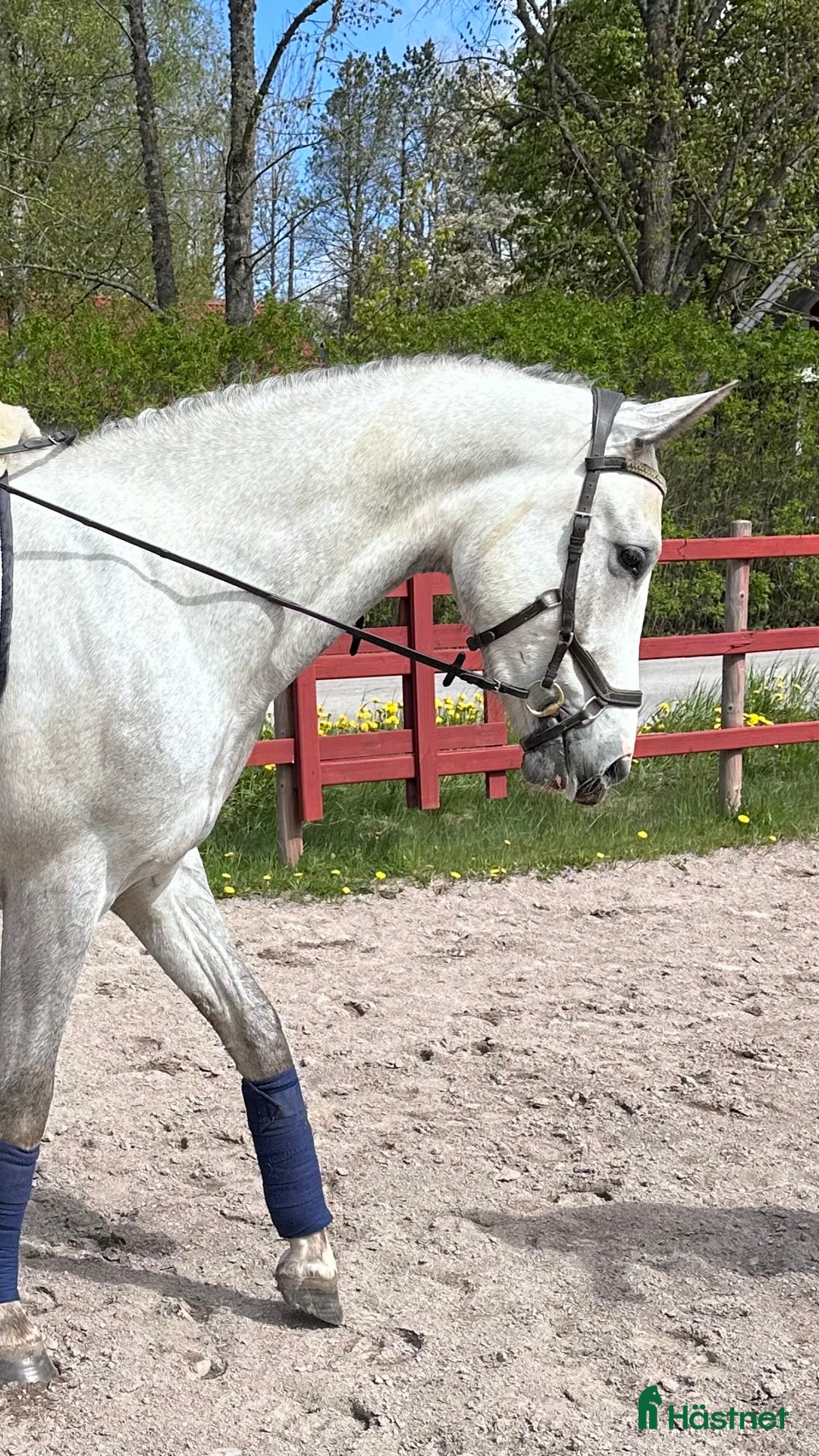 Allround hästar till salu: 3 åring med dubbel talang ⭐️ i Fjugesta - Bild 5