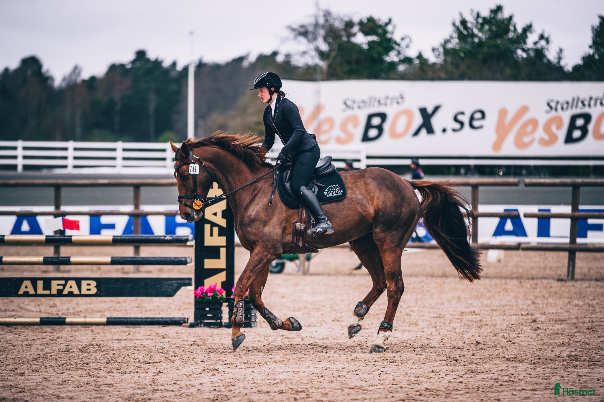  hästar Fantastiskt hoppsto med kapacitet för mer - Annons 1