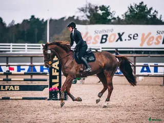 hästar Fantastiskt hoppsto med kapacitet för mer - Annons 1
