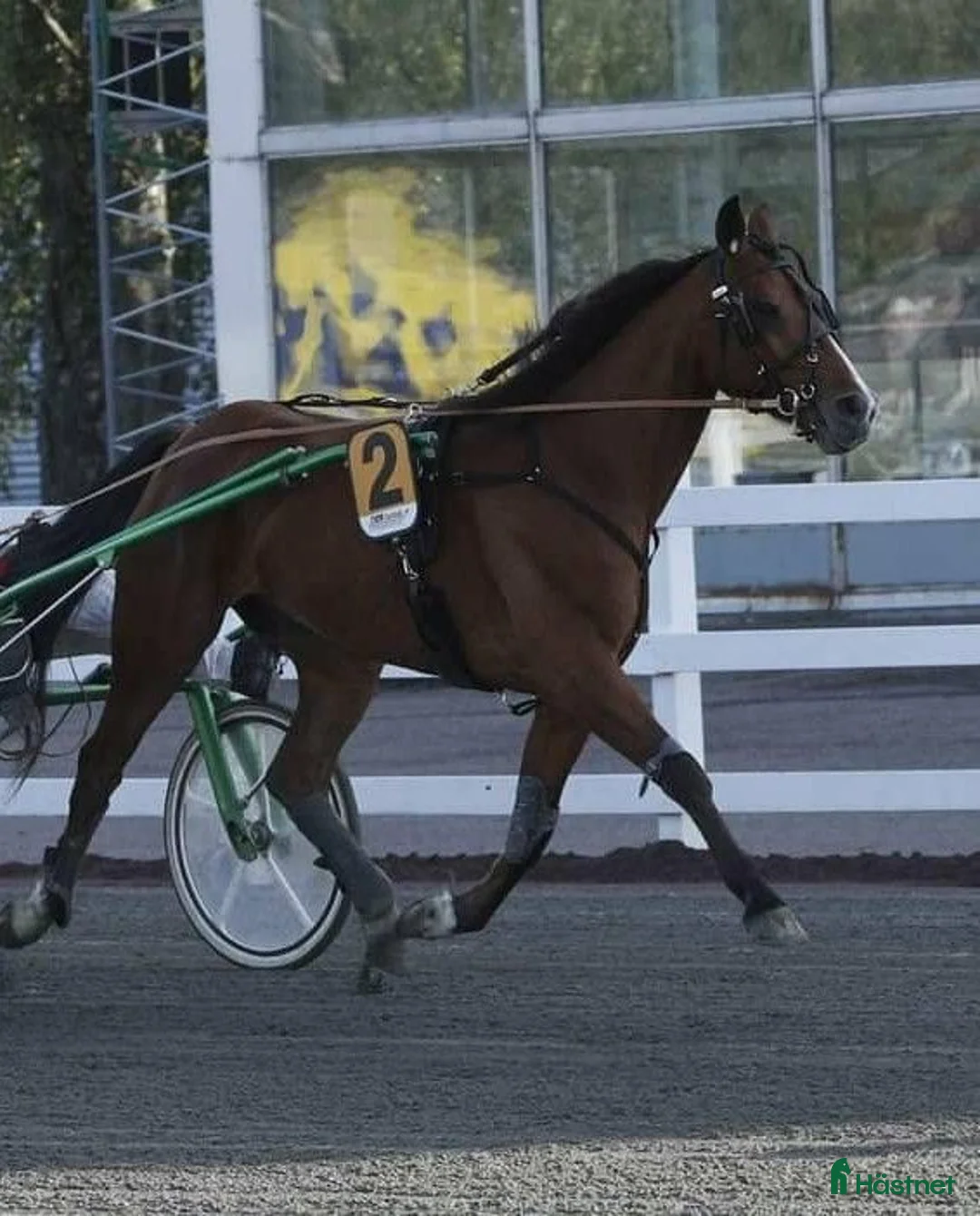 Trav hästar till salu: 6-årig valack - Annons 3
