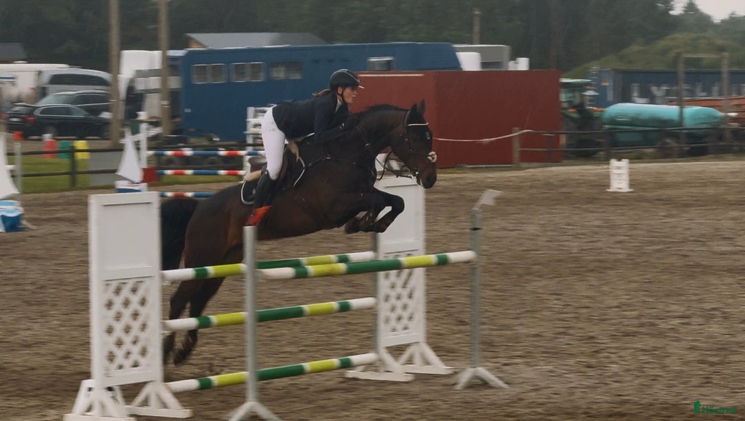 Hoppning hästar till salu: Fantastisk hoppe med mye ubrukt potensiale  i Gjerdrum - Annons 4