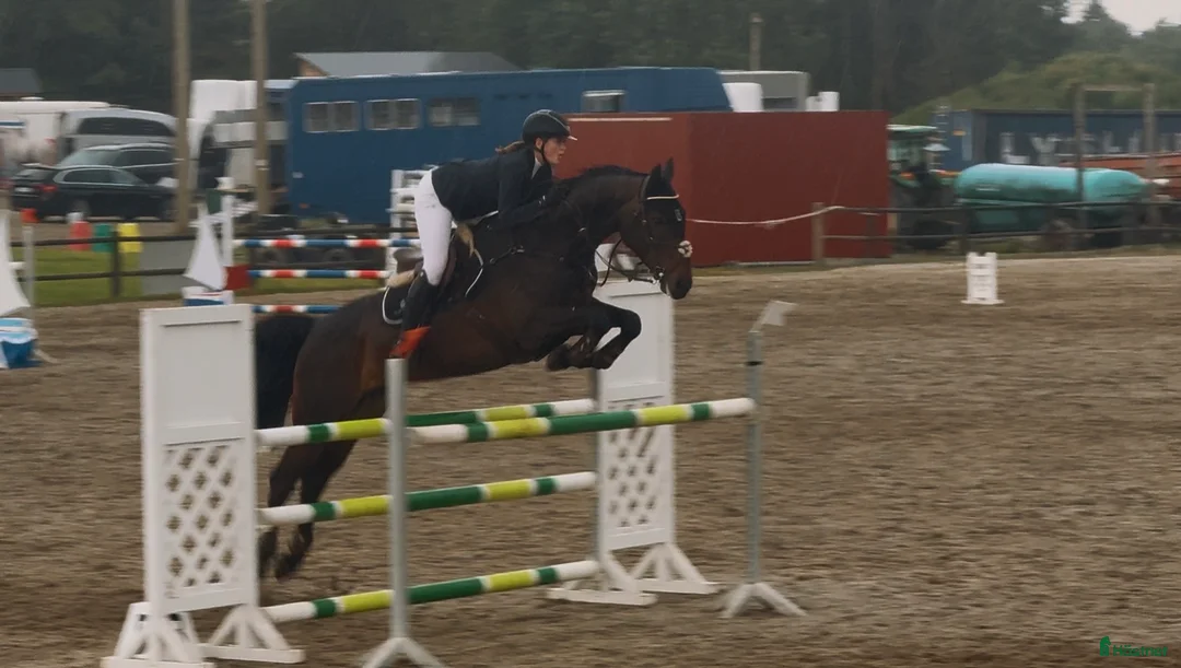 Hoppning hästar till salu: Fantastisk hoppe med mye ubrukt potensiale  i Gjerdrum - Annons 4