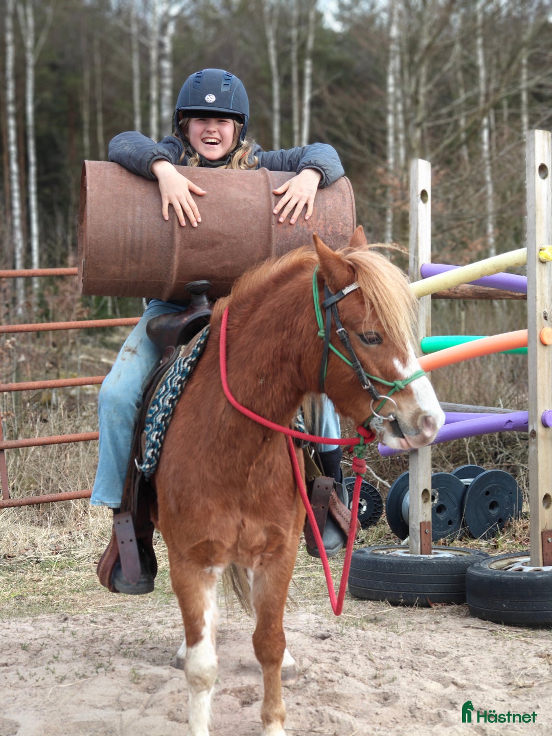 Allround hästar till salu: Monty i Lidhult - Bild 12