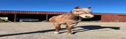 Western hästar till salu: Appaloosa Valack - Annons 3