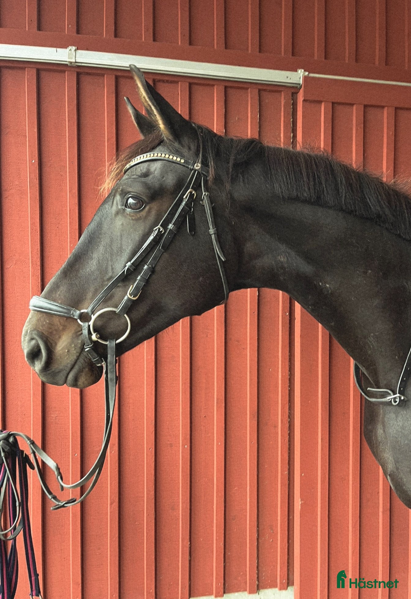  hästar 4 årig dressyrvalack i Boden - Annons 2